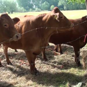 Kweekvlees heeft toekomst maar weg er naar toe is nog lang (video)