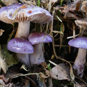 Paddenstoelen spotten voor beginners