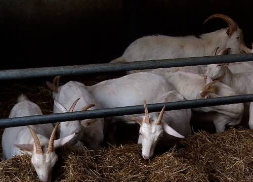 Hoge risico's op longontsteking voor omwonenden van geitenstallen