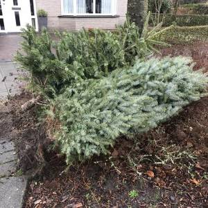 Gemeente gaat weer gratis kerstbomen ophalen