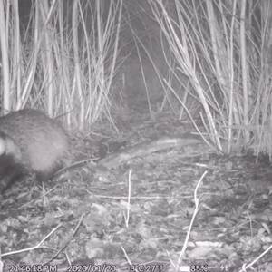 Dassen dwarsbomen steeds vaker gemeentelijke plannen (video)