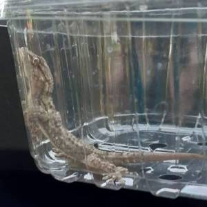 Medewerkers distributiecentrum Jumbo vinden gekko tussen de vracht