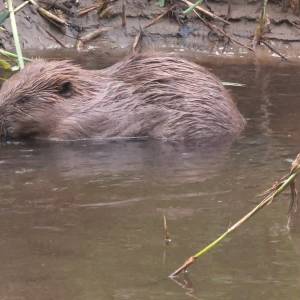 Bevers gespot in Sint-Oedenrode