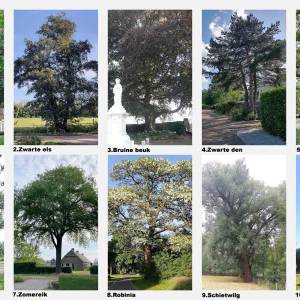 Welke boom is de mooiste van Sint-Oedenrode?