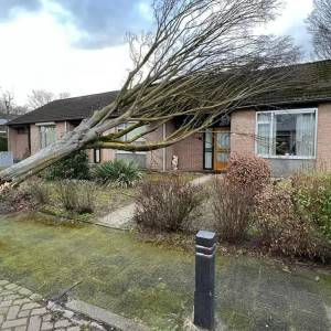 Storm Eunice richt veel schade aan; vooral veel bomen omgewaaid