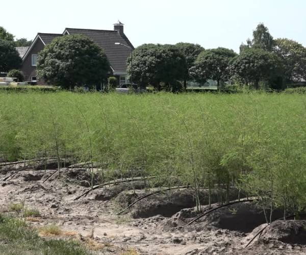Doemscenario aspergetelers blijft uit: 
