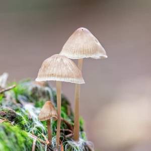 Herfstexcursie in de Aa-broeken