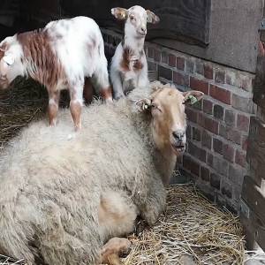 Eerste lammetjes geboren bij de Schaapskooi