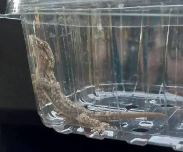 Medewerkers distributiecentrum Jumbo vinden gekko tussen de vracht