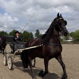 Friese paarden zetten hun beste beentje voor in Schijndel