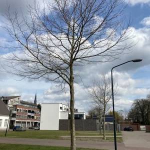 Bomen Hoogstraat Veghel verhuizen naar Vijfmaster
