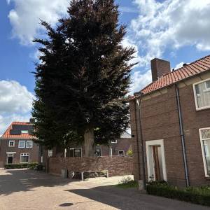 60 Jaar oude beuk kan weer verder dankzij ingenieuze constructie