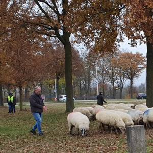 Met de schapen op pad