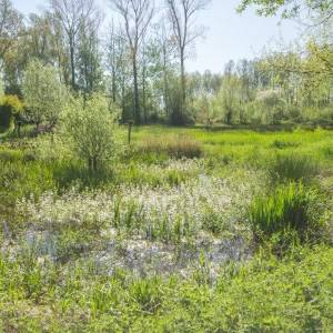 Meierijstad wil leembos Diependaal herstellen