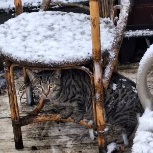 Sneeuwval in Meierijstad zorgt voor winters tafereel