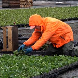 Plantenkweker gaat 300 arbeidsmigranten zelf huisvesten (video)