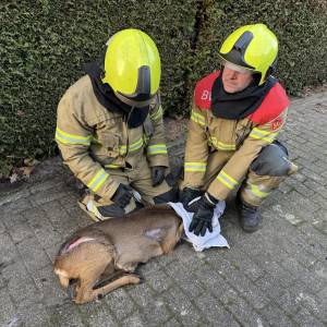 Hertje in Keldonk gered door de brandweer