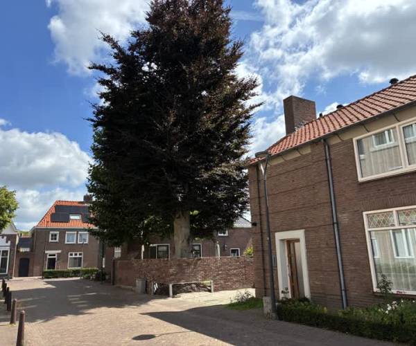 60 Jaar oude beuk kan weer verder dankzij ingenieuze constructie